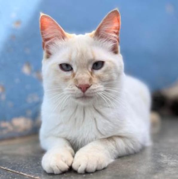 Verschmuste Siam-Mix-Katzen Magic&Lesly