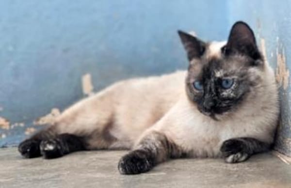 Verschmuste Siam-Mix-Katzen Magic&Lesly
