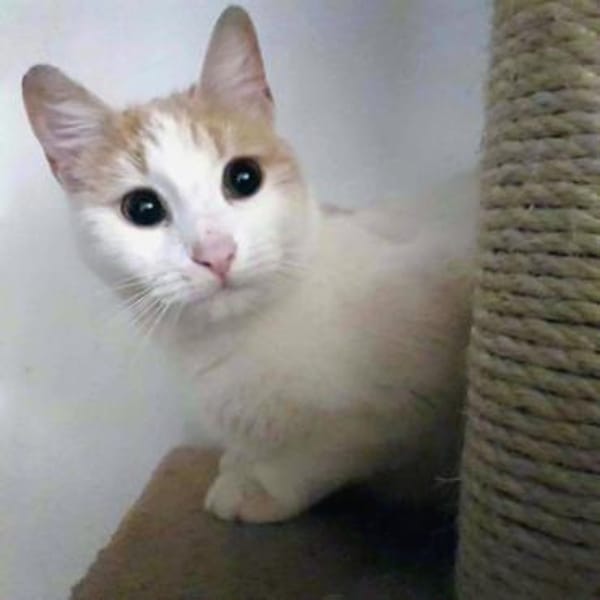 Liebes, sanftes Katzenmädchen Blonda