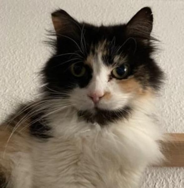 Megara sucht dringend ein Zuhause
