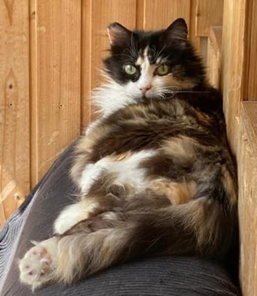 Megara sucht dringend ein Zuhause