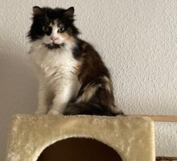 Megara sucht dringend ein Zuhause