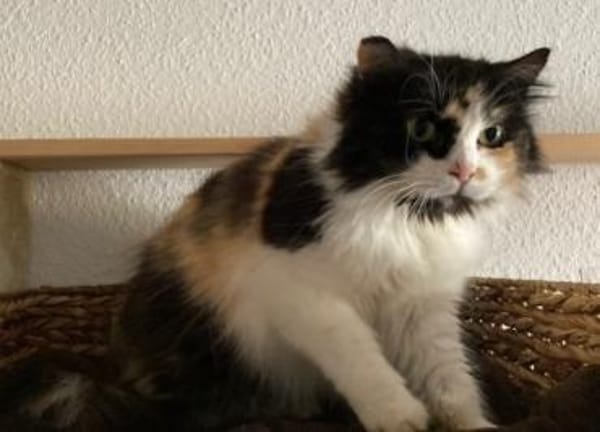 Megara sucht dringend ein Zuhause
