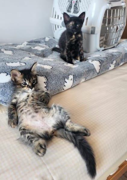 Süße Katzenschwestern Suki und Sakura