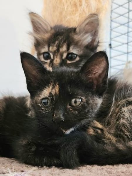 Süße Katzenschwestern Suki und Sakura