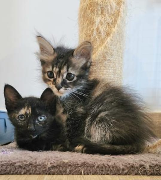 Süße Katzenschwestern Suki und Sakura