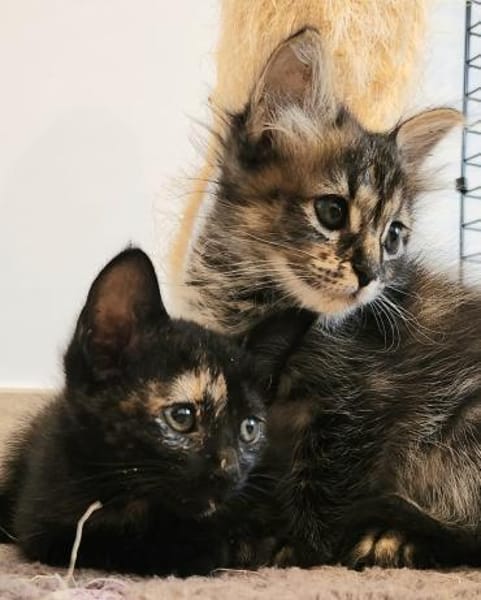 Süße Katzenschwestern Suki und Sakura