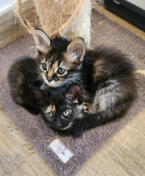 Süße Katzenschwestern Suki und Sakura