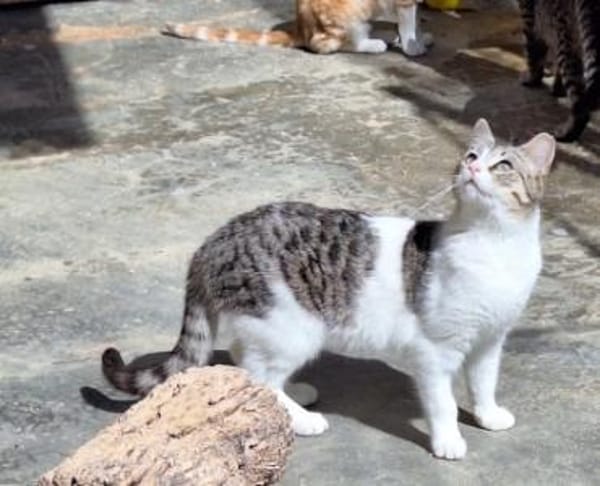 Freundliche, sanfte Katze Praga