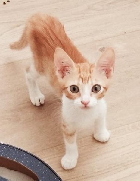 Lieber, junger Kater Pelayo