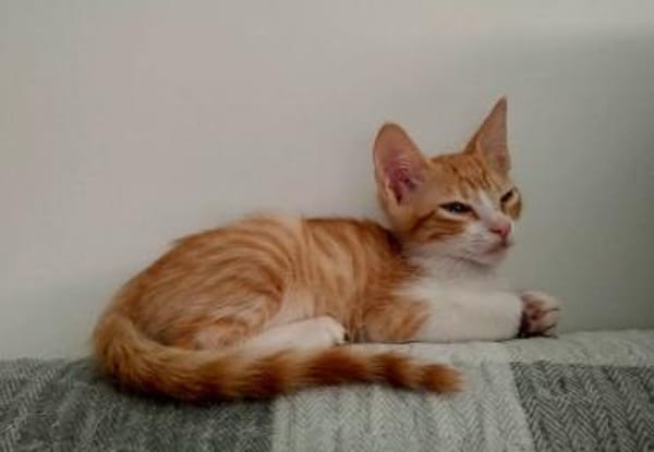 Lieber, junger Kater Pelayo