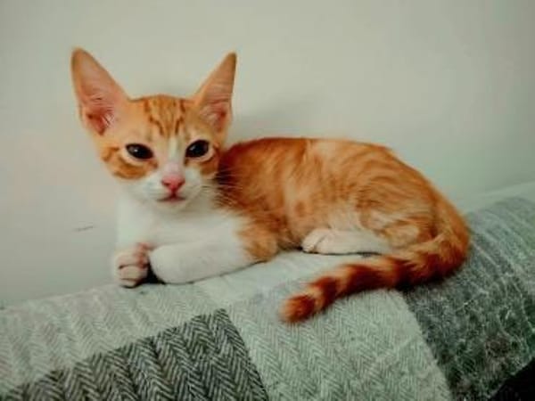 Lieber, junger Kater Pelayo