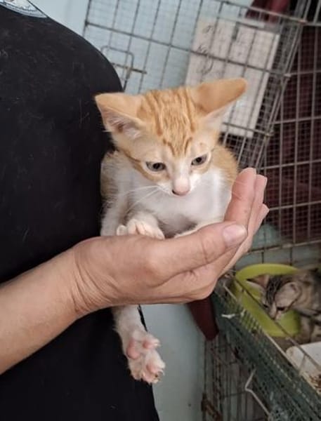 Lieber, junger Kater Pelayo