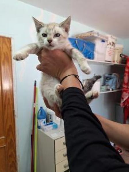Zutraulicher, junger Kater Mc Eyes