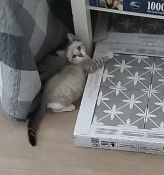 Zutraulicher, junger Kater Mc Eyes