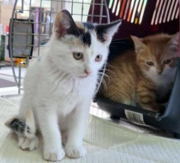 Katzengeschwister Mae und Minima