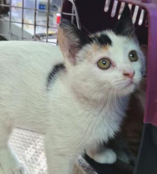 Katzengeschwister Mae und Minima