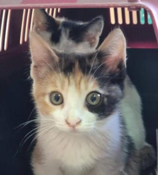 Katzengeschwister Mae und Minima