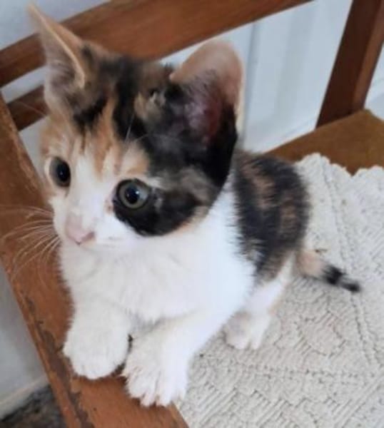 Katzengeschwister Mae und Minima