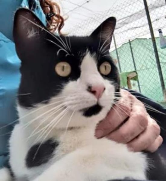 Junger, lebensfroher Kater Lenny