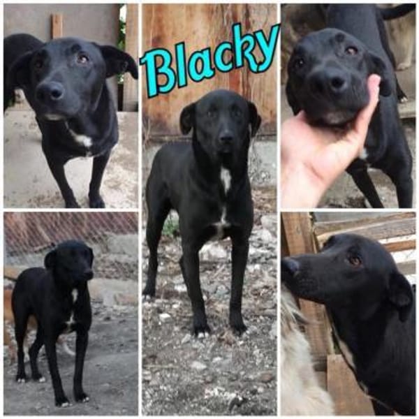 BLACKY ist ruhig und sehr sensibel ♥
