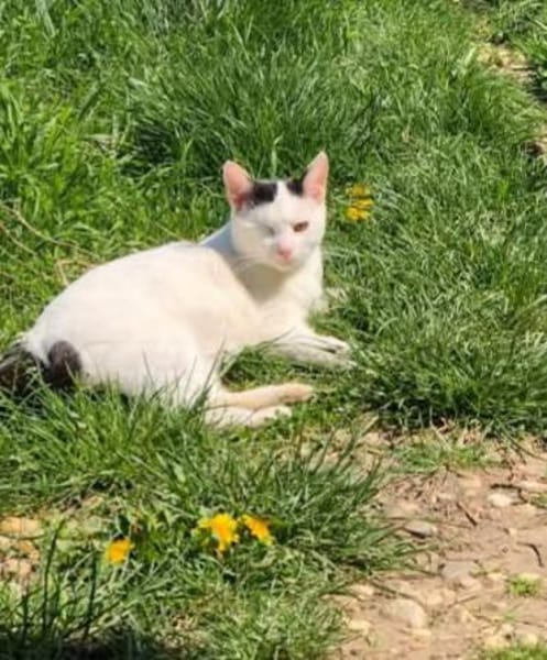 Masha - Priatenmädel sucht ihr Zuhause