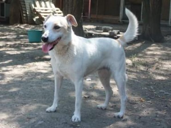 Lucy`s Besitzer sind leider verstorben