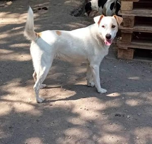 Lucy`s Besitzer sind leider verstorben
