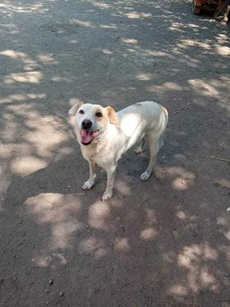 Lucy`s Besitzer sind leider verstorben