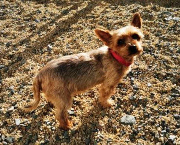 Trixie su. Gnadenbrotplatz