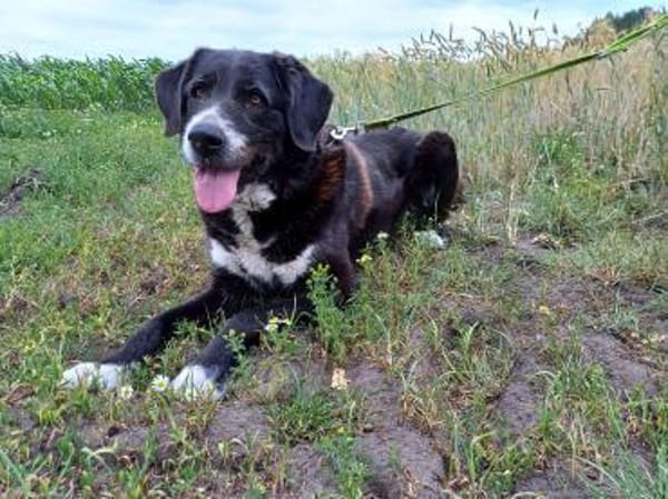 🐾 Nanda  starke Hülle, feines Herz. 🐾