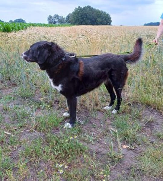 🐾 Nanda  starke Hülle, feines Herz. 🐾