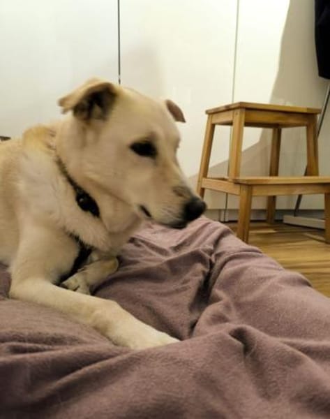Leyla sucht ihr Zuhause