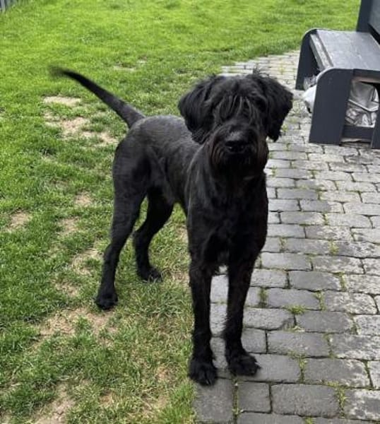 Riesenschnauzer Levi (geb.08/2021)