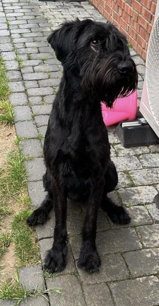 Riesenschnauzer Levi (geb.08/2021)
