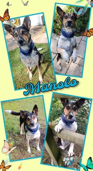 Toller Manolo geht auf Körbchensuche!