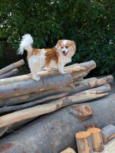 Schmusebacke Toto sucht Endstelle