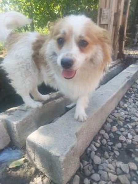 Schmusebacke Toto sucht Endstelle