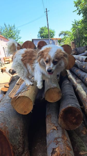 Schmusebacke Toto sucht Endstelle