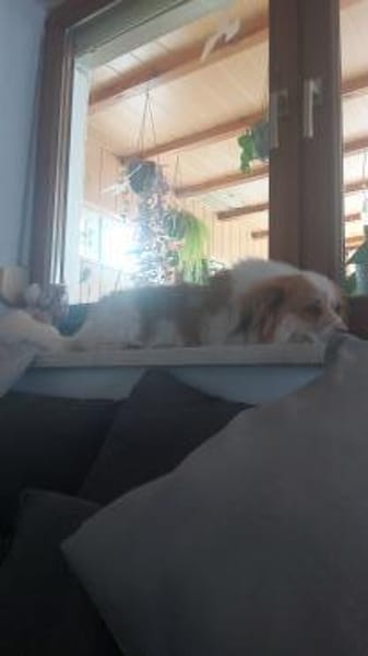 Schmusebacke Toto sucht Endstelle
