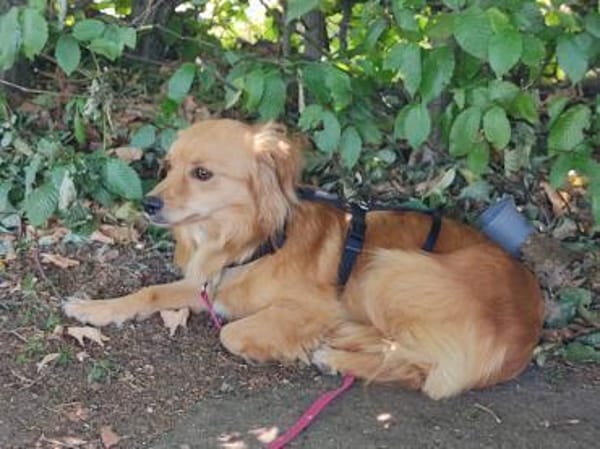 Bolota, Mix Dackel / Spaniel, schüchtern