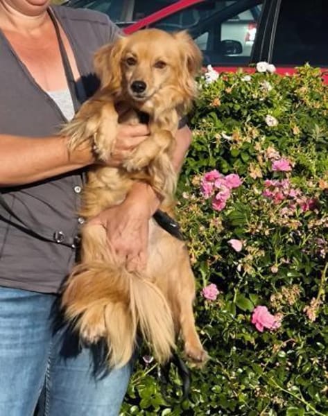 Bolota, Mix Dackel / Spaniel, schüchtern