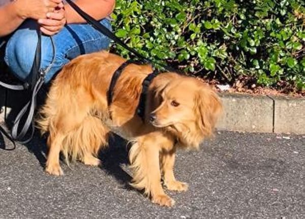 Bolota, Mix Dackel / Spaniel, schüchtern
