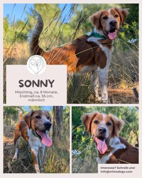 Sonny - freundlicher Rüde mit großem Her