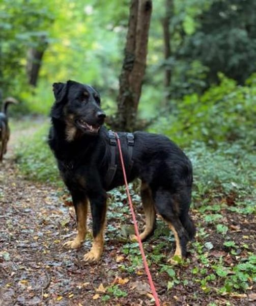 NORI -Lieber, zarter & passiver Rüde-