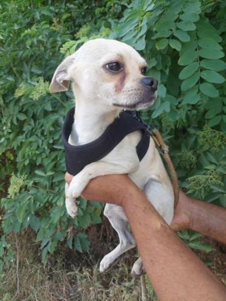 Chihuahuamix-Rüde, 2 Jahre