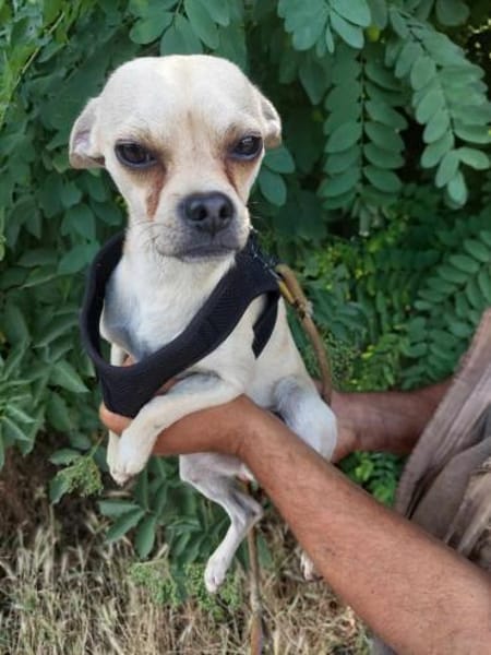 Chihuahuamix-Rüde, 2 Jahre