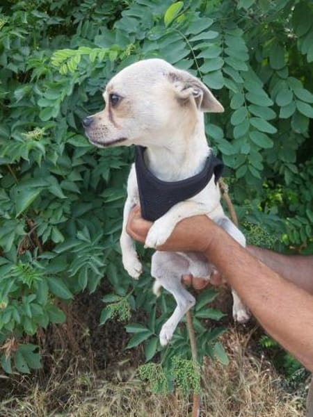 Chihuahuamix-Rüde, 2 Jahre