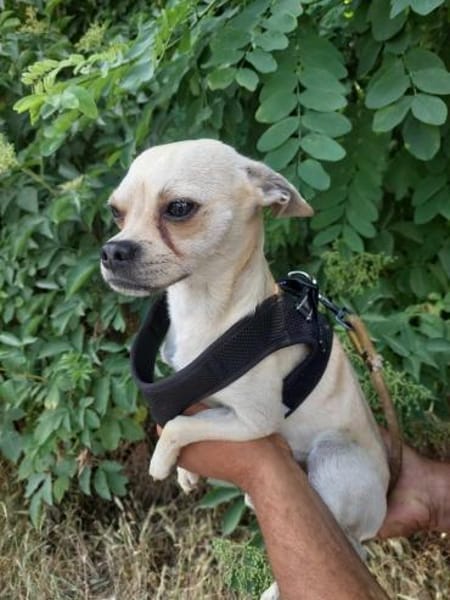 Chihuahuamix-Rüde, 2 Jahre