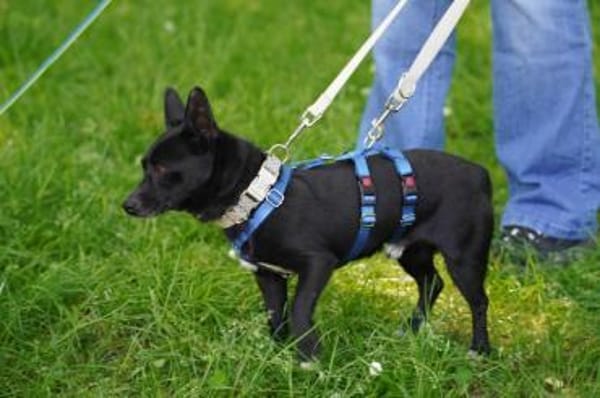 Negrito sucht sein Glück